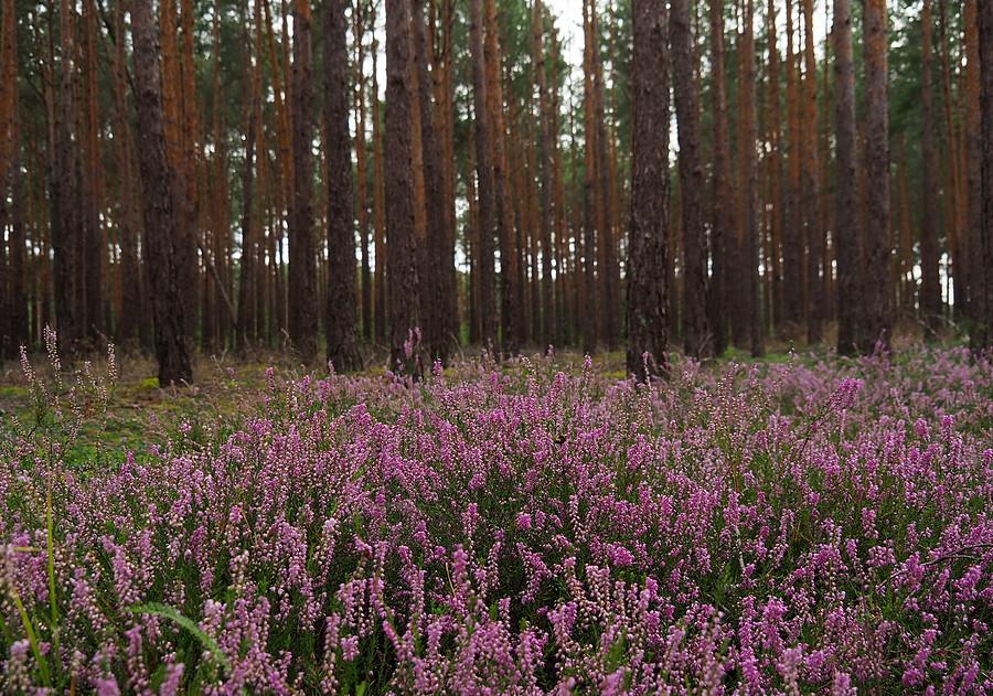 Wrzosy i Puszcza Rzepińska