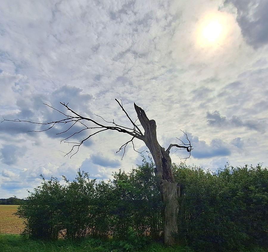 Słońce nad diabelskim drzewem