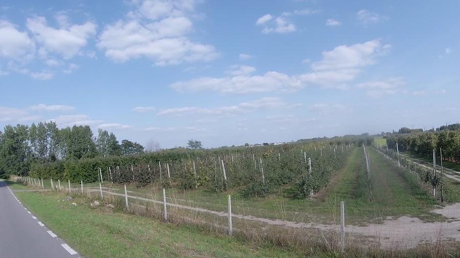 Wśród sadów