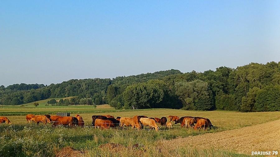 Dębno