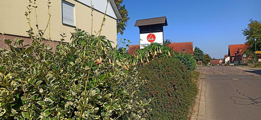 Pampow i kwitnące datury.