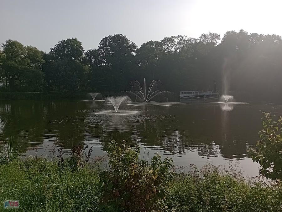 Staw w Ołtarzewie