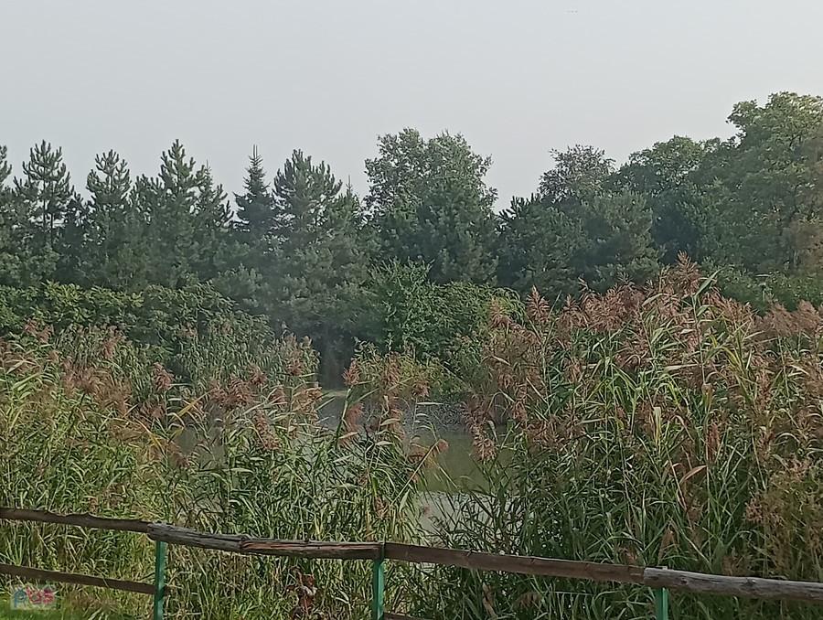Staw w Borzęcinie