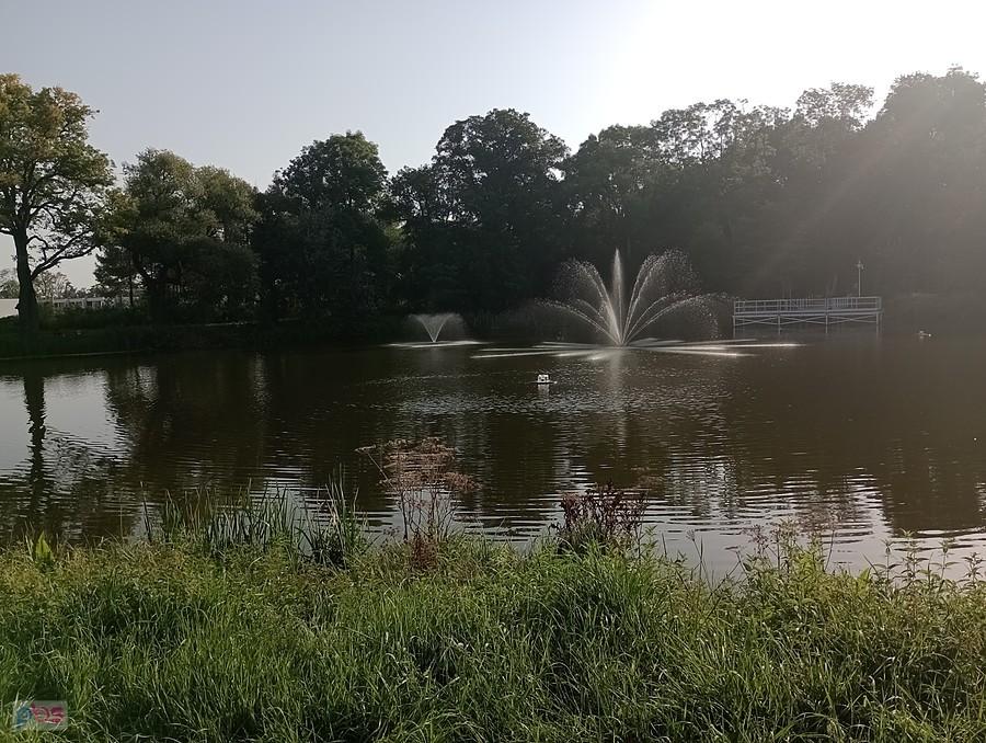 Staw w Ołtarzewie