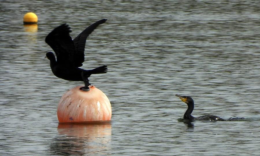 Kormoran przegania ziomka