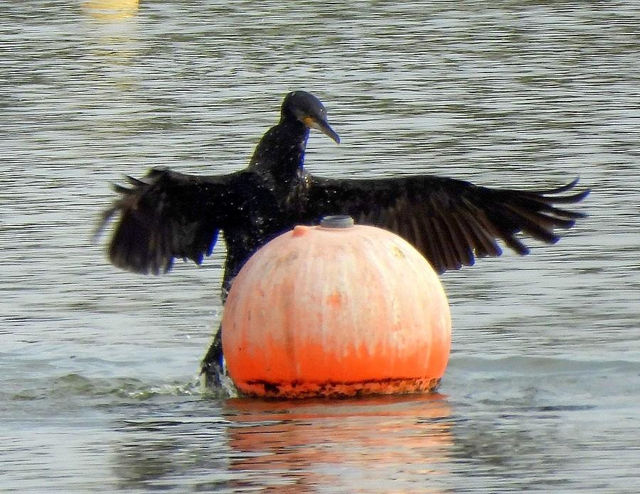 Kormoran-czarodziej