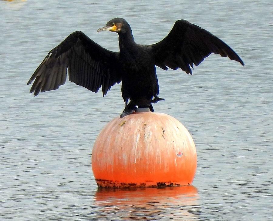 Kormoran udaje Batmana