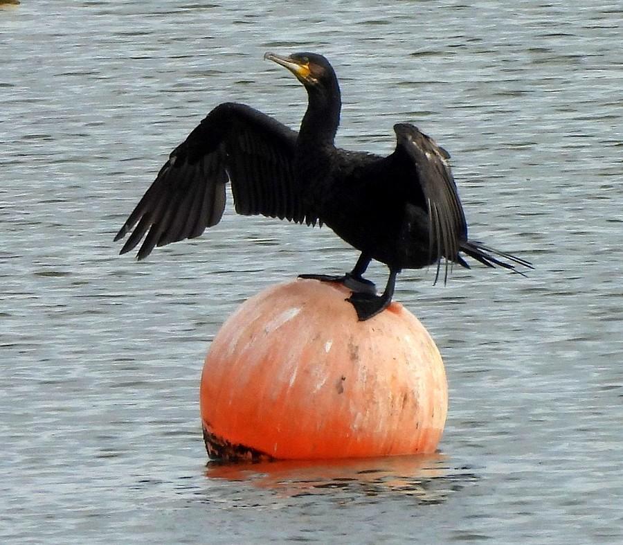 Kormoran suszy piórka