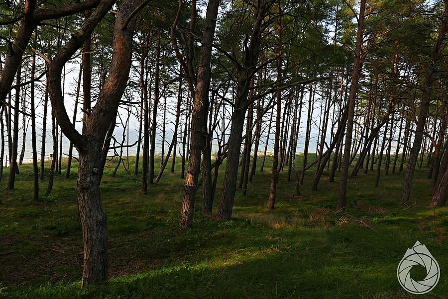 nadmorski las klifowy