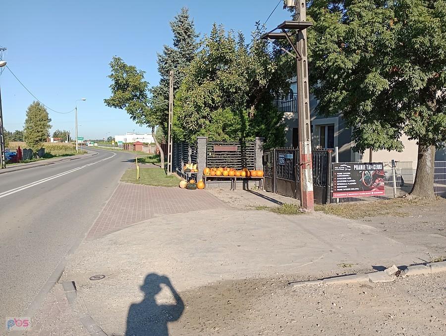 Już są dynie w Macierzyszu