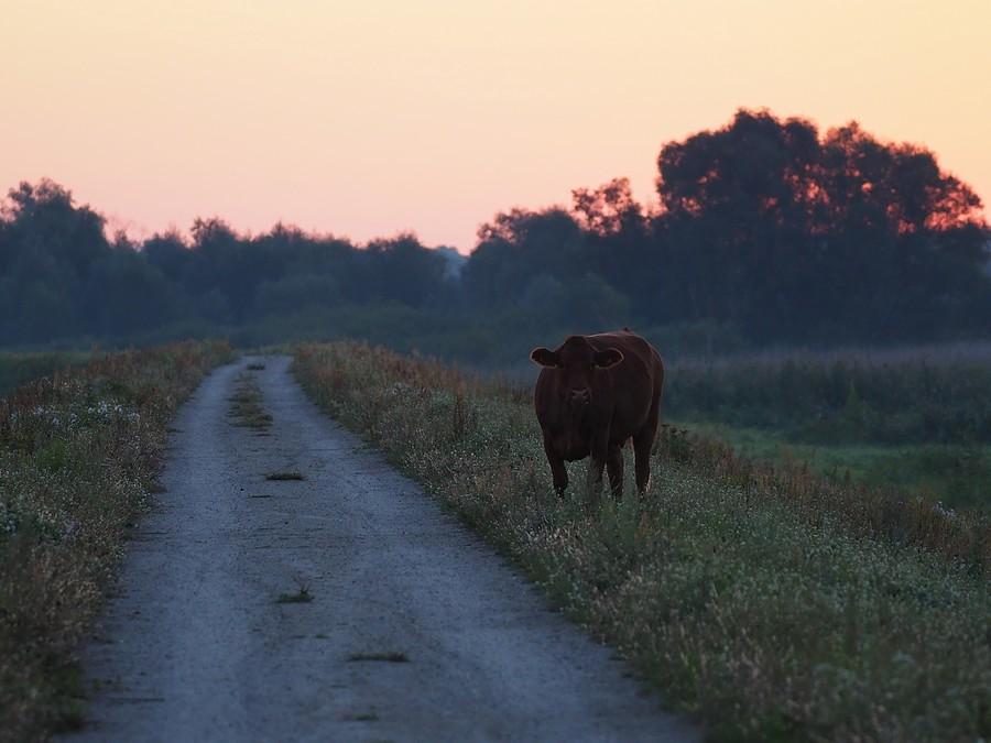 Krowa strażniczka parku