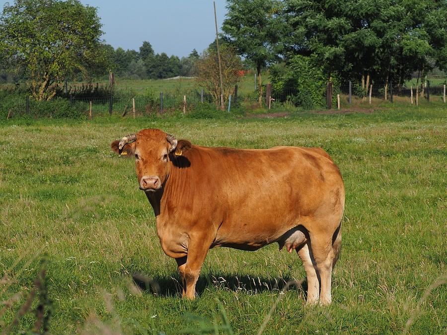 Bydło w portrecie