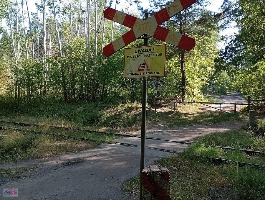 Przejazd kolejowy w lesie