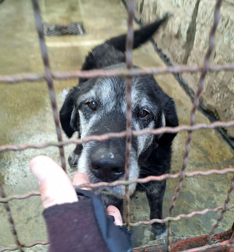 Jimmy - na szczęście idzie do adopcji