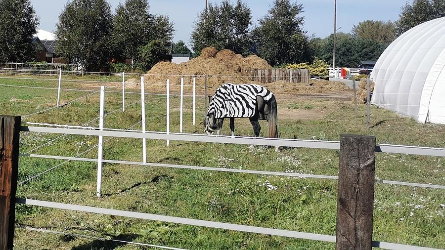 Prawie zebra