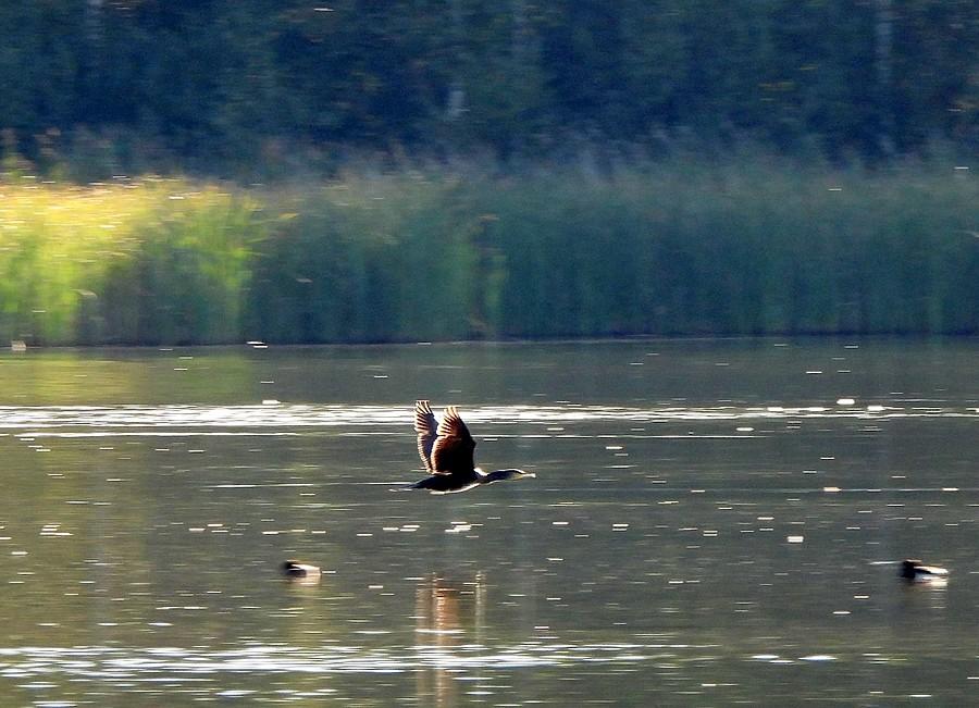 Przelatujący kormoran