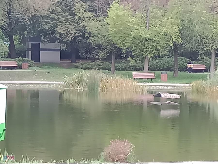 Staw w parku Szymańskiego