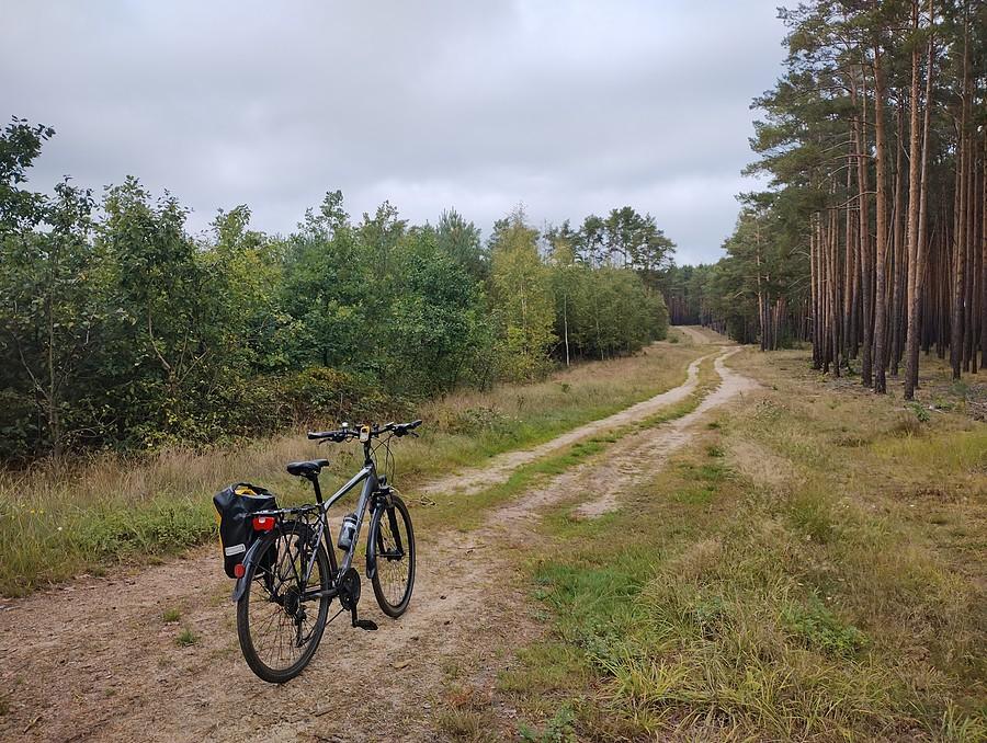 Leśna droga za Maczkowem