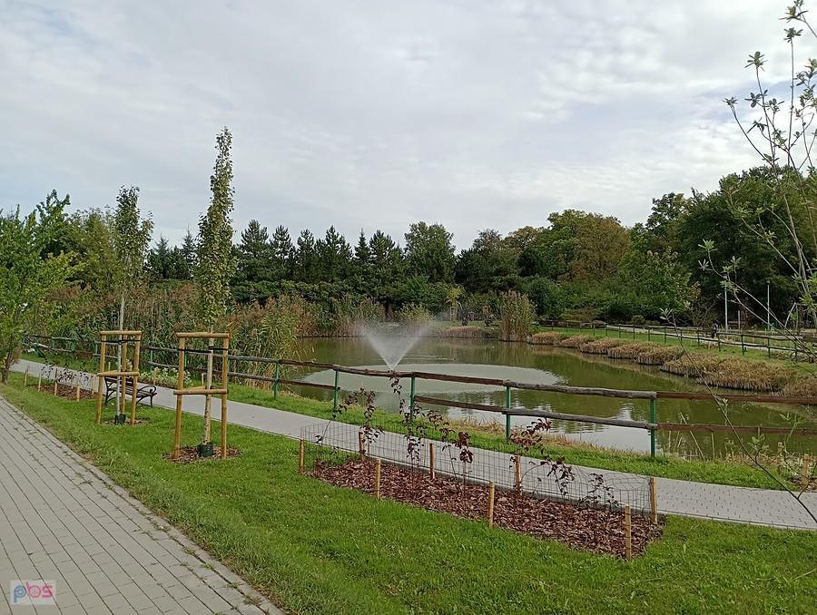 Staw w Borzęcinie