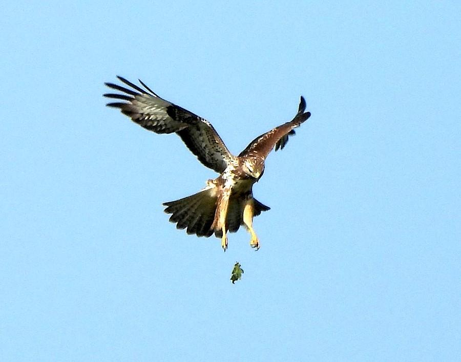 Myszołów pomylił gryzonia z... liściem :)