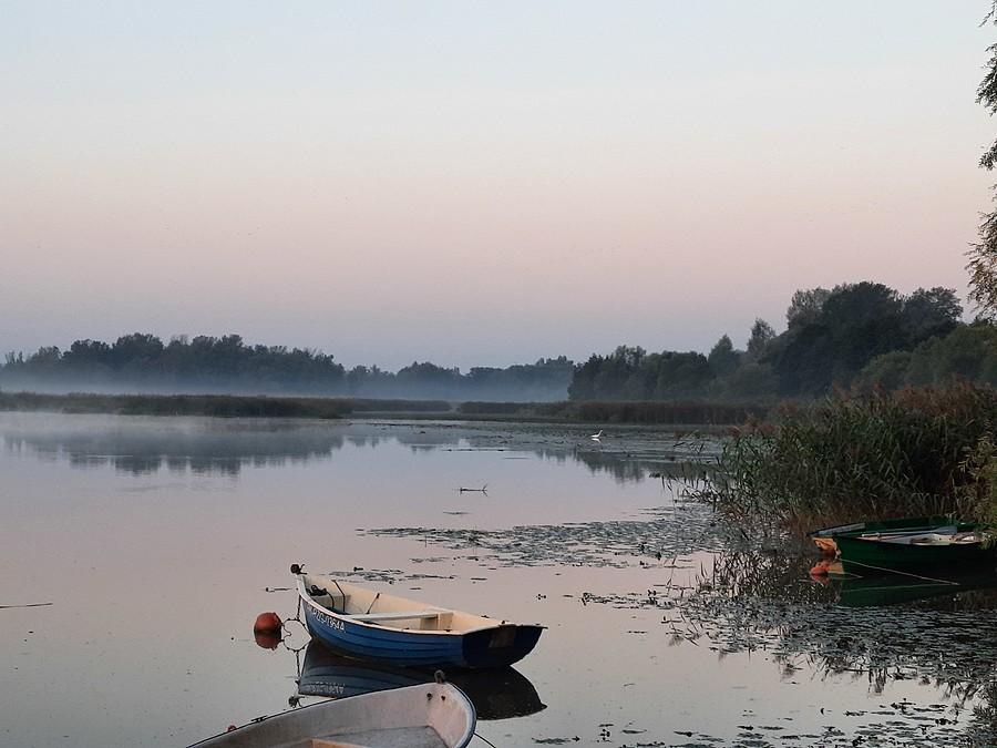 Czapla na śniadaniu.