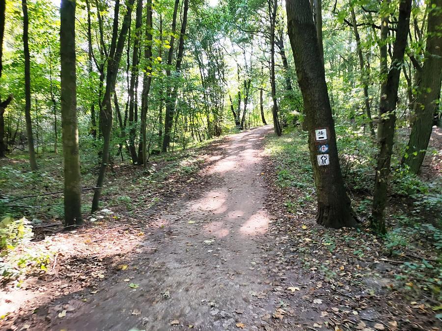 Ścieżka nad Jeziorem Swarzędzkim