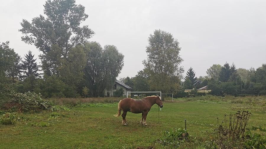 Koń na pastwisku we wsi Siekierki