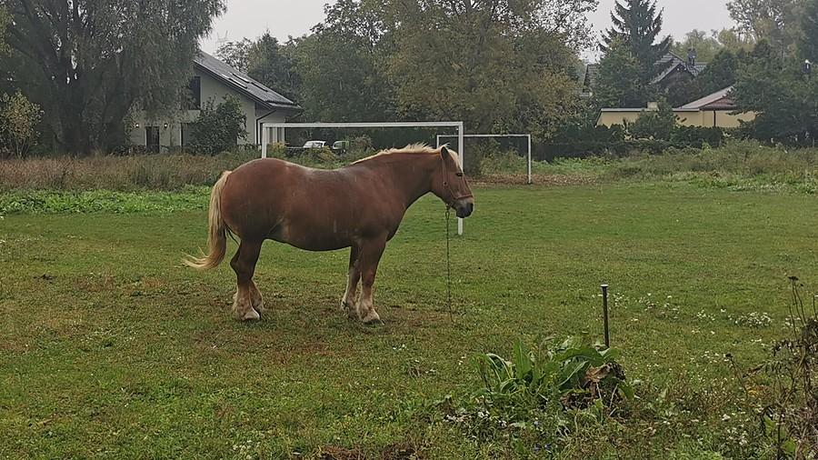 Koń, jaki jest - każdy widzi