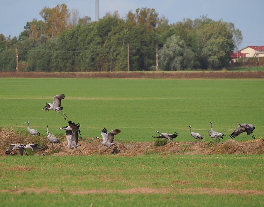 Większa grupka żurawi