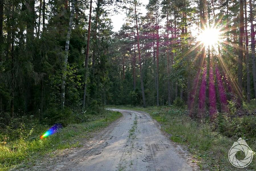 przez lasy i piachy Roztocza