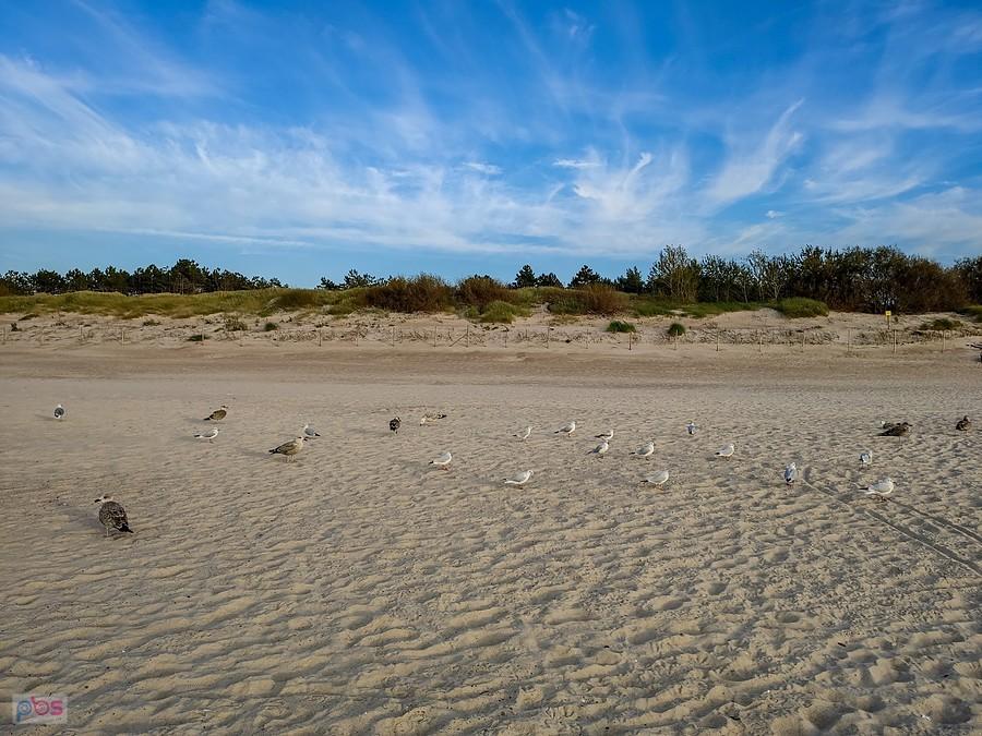 Turystów nie ma, więc mewy przejęły plażę