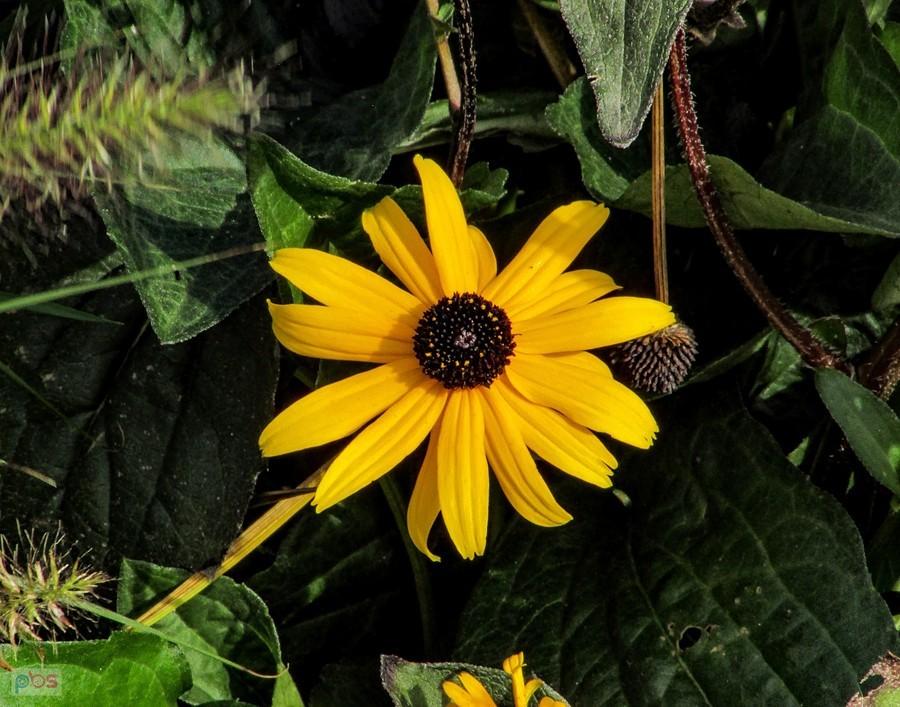 Rudbekia jak mały słonecznik
