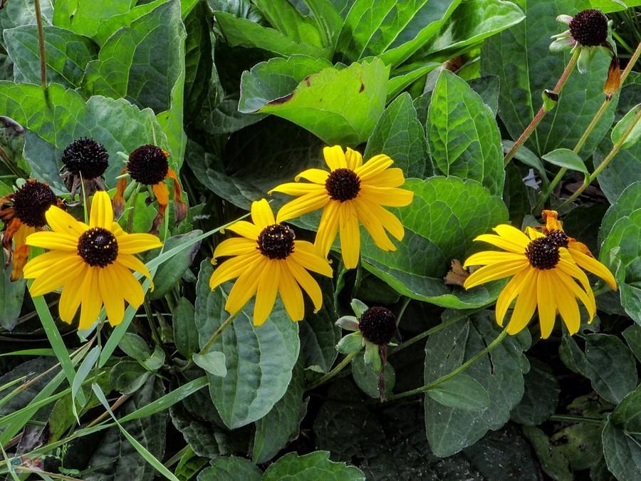 Kwiatuszki rudbekii