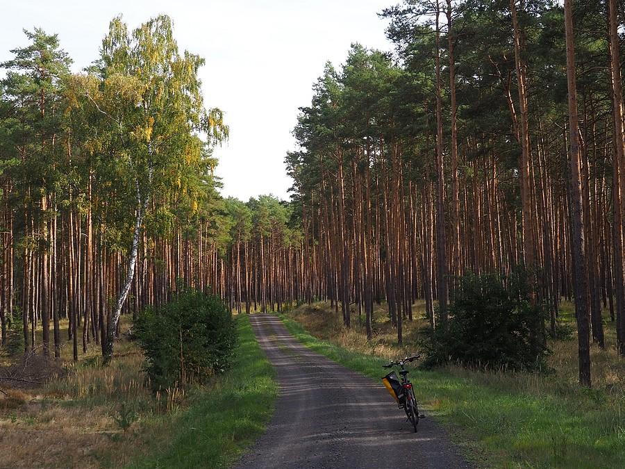 Szuter ze Strefy Świecko do bruku idącego na Zielony Bór