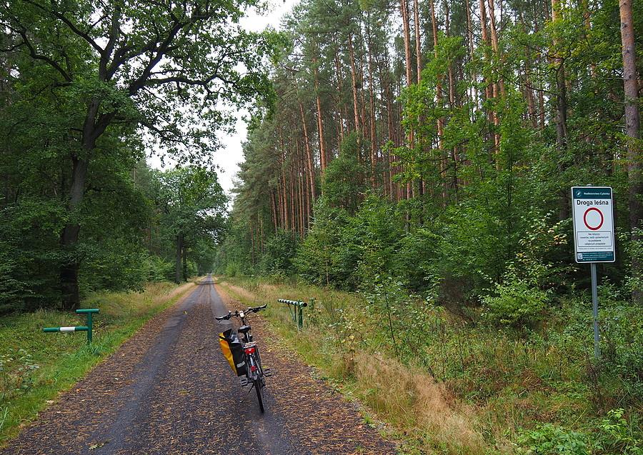 Szutrówka do Szkółki Radzików i w kierunku Sądowa