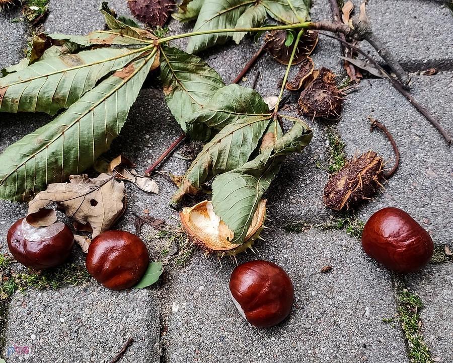 Zwolennicy medycyny naturalnej cenią kasztany