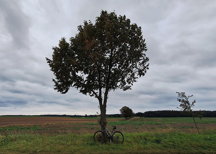 Pod drzewkiem też wiało