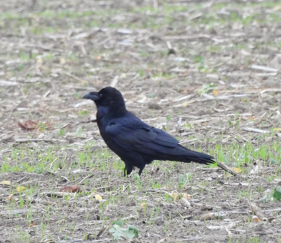Niewyraźny kruk