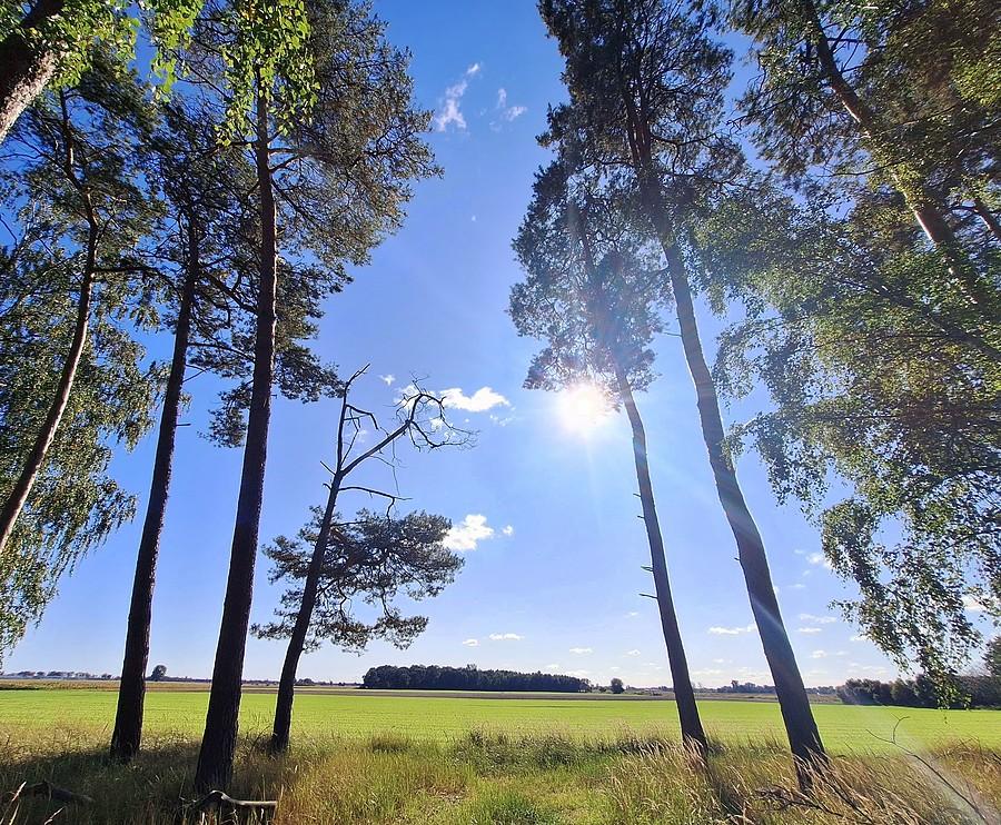 Słońce w zagajniku