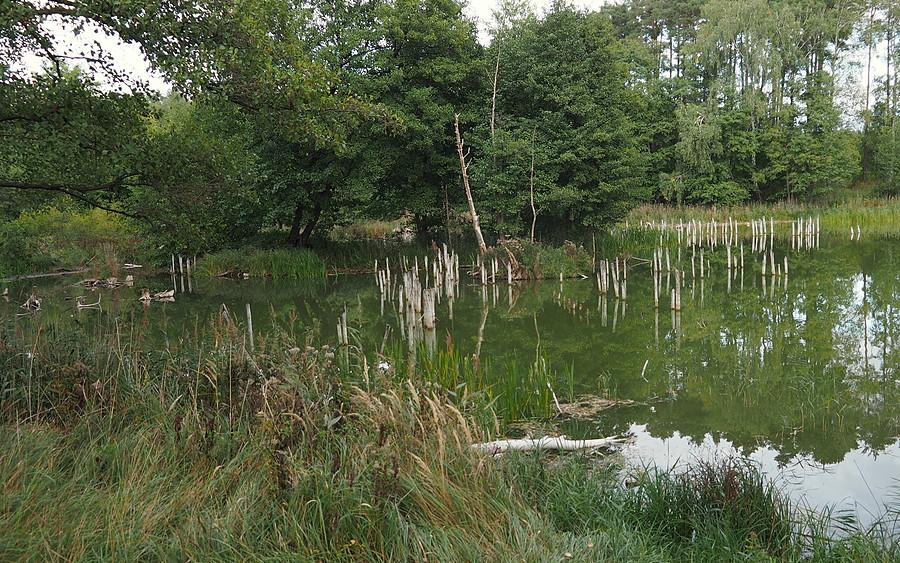 Dzieło zębów bobrów