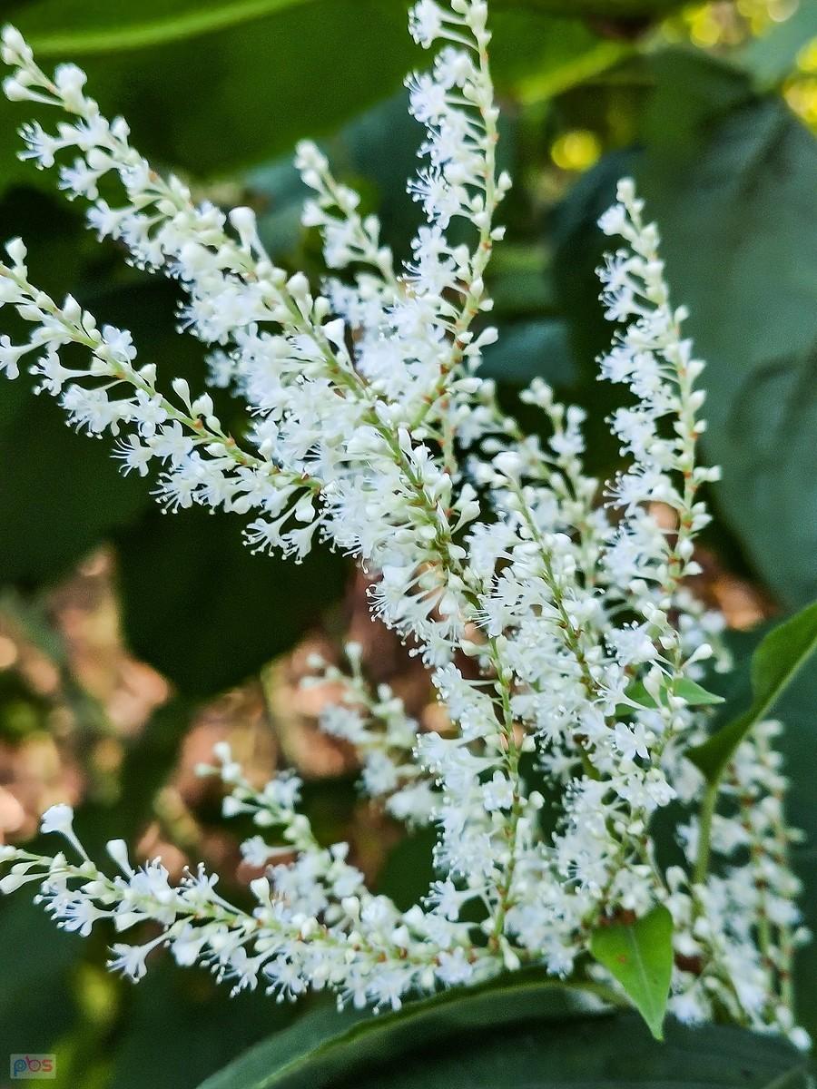 Kwiaty rdestowca