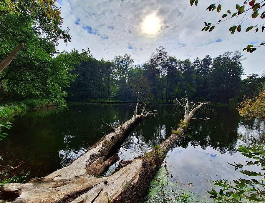 Kawałek słońca nad Dębiną