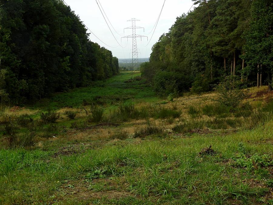 Przecinka leśna pod Pilchowem.