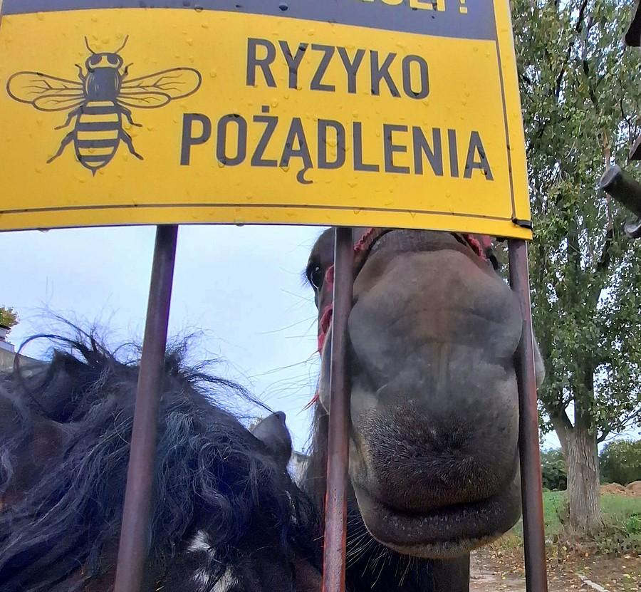 Największa pszczoła na świecie :)