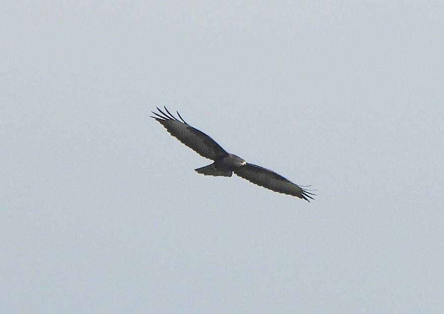 Kołujący myszołów