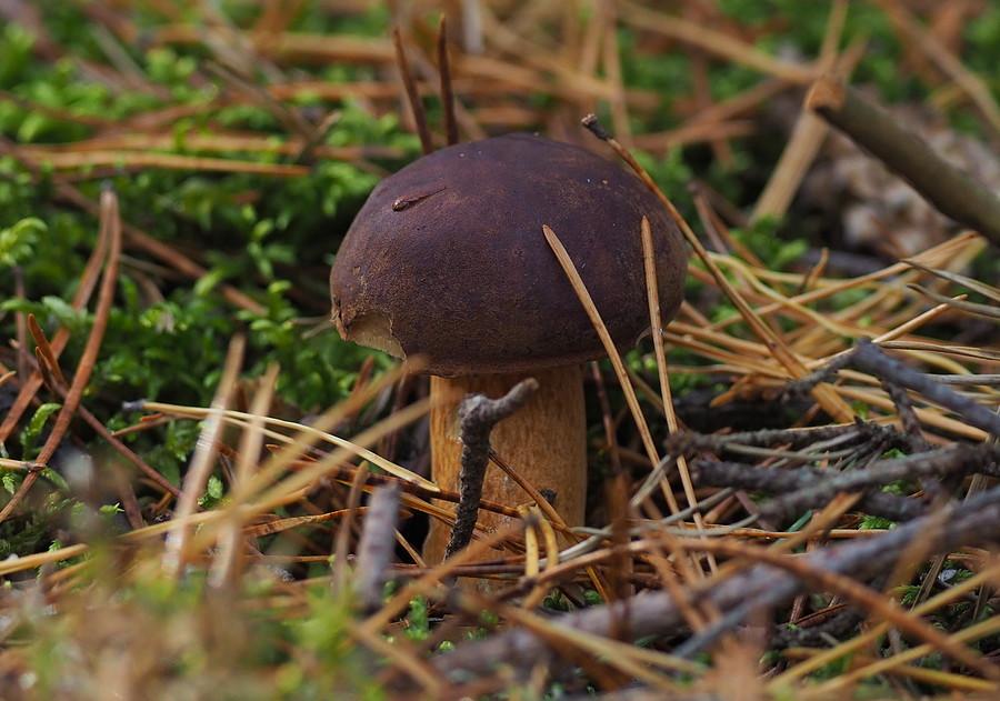 Zdrowy słoiczkowy podgrzybek