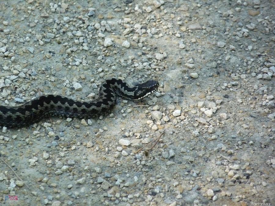 Czarna mamba