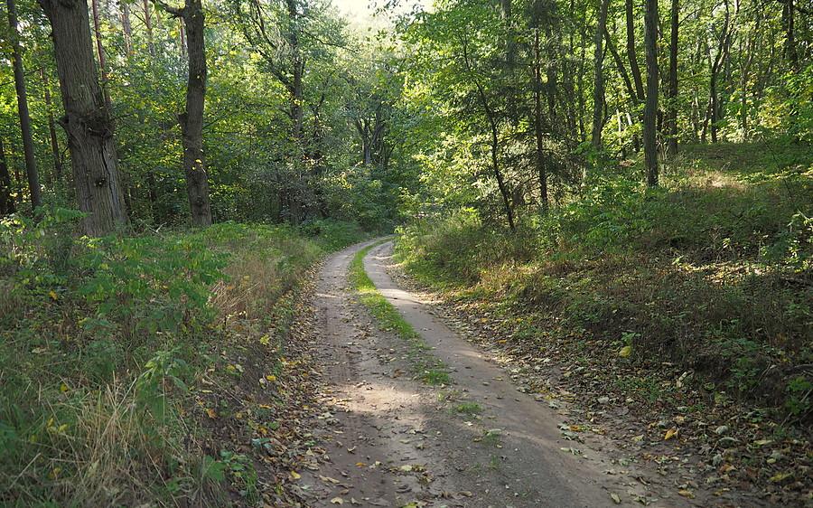 W lasach nad Jeziorną