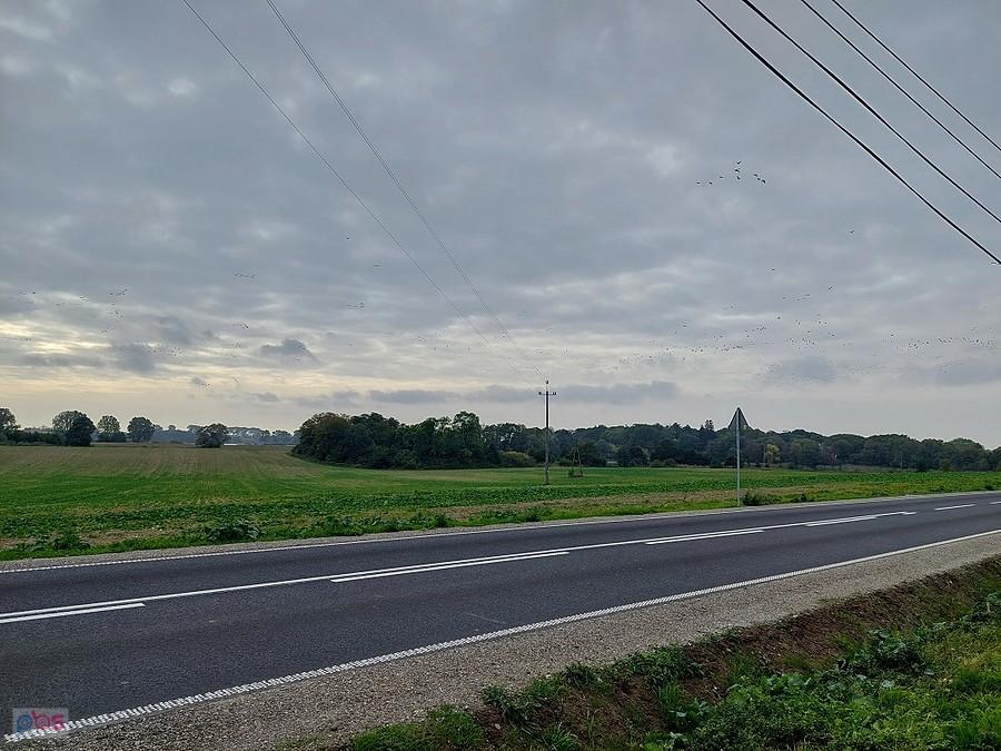 Ponad głową ruch gęsi, czują nadchodzącą zimę.
