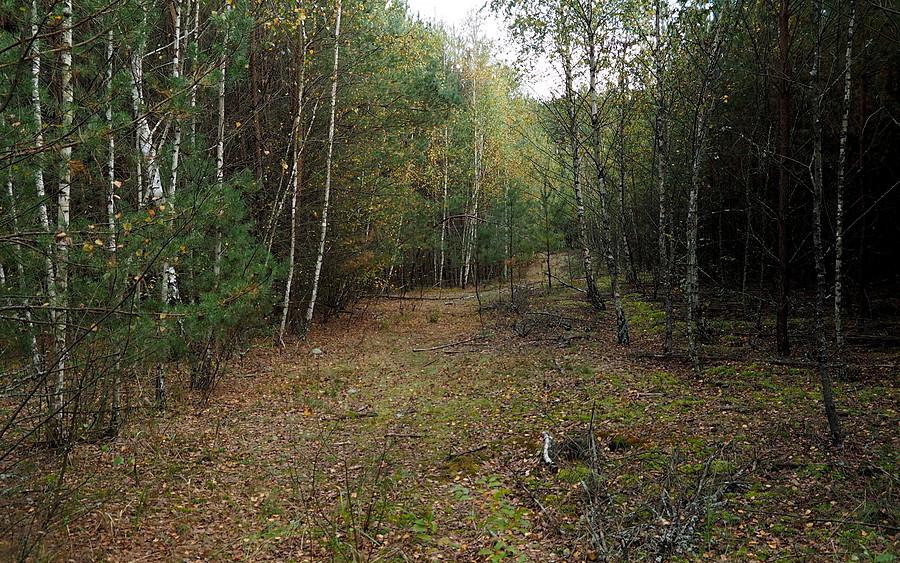 Miały być grzyby